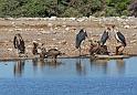 233 Etosha NP, maraboe en witruggier